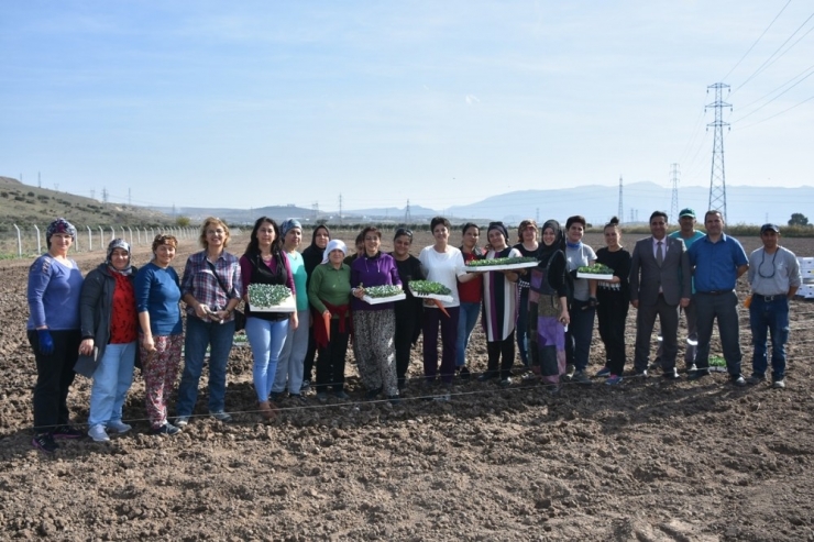 Aliağalı Üretici Kadın Çiftçiler Tarlaya İndi