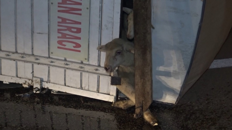 Koyunları Taşıyan Kamyon Devrildi: 8 Kuzu Telef Oldu
