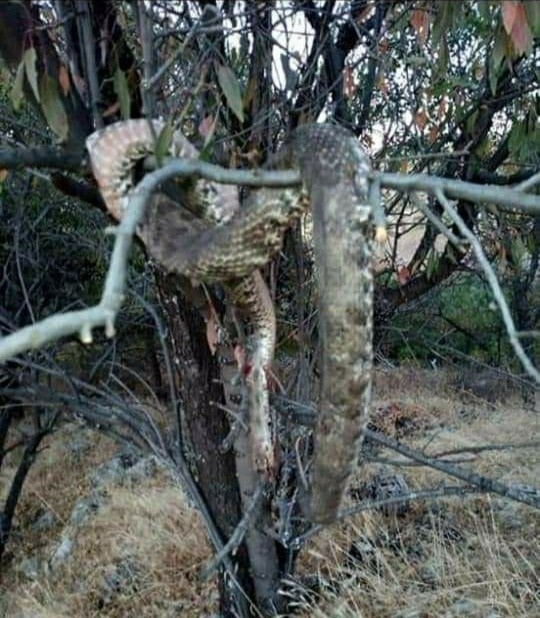 Dev Yılanı Öldürüp Ağaca Astılar