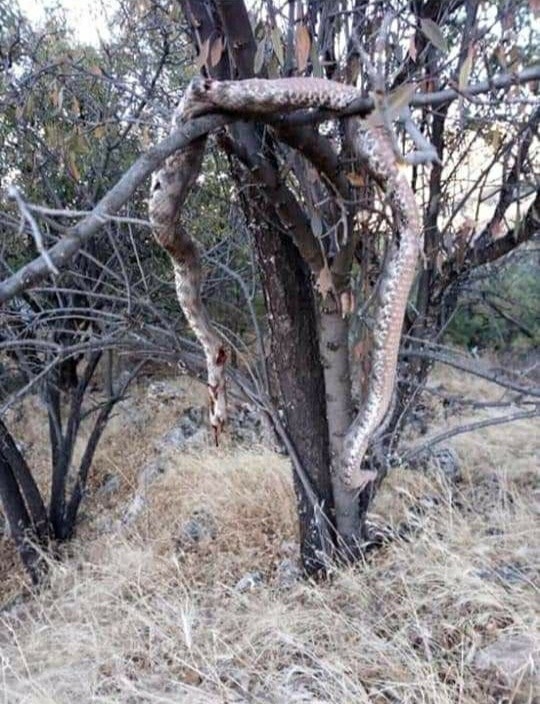 Dev Yılanı Öldürüp Ağaca Astılar