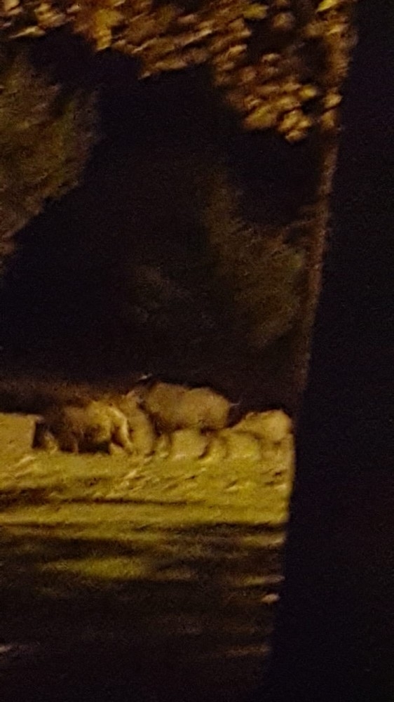 Isparta’da Domuzlar Mesireliğe İndi