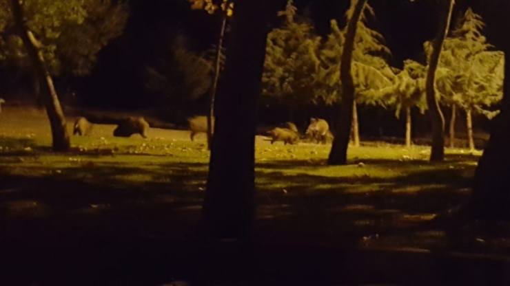 Isparta’da Domuzlar Mesireliğe İndi