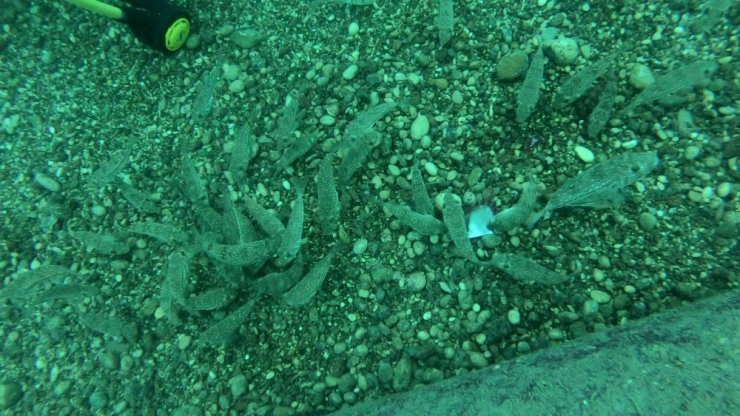 Balon Balıkları Midyeyi Böyle Parçaladı