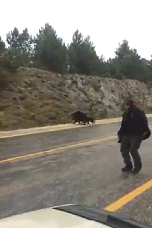 Otoyola İnip Sürücülere Ve Köpeğe Saldıran Domuzu Böyle Vurdu