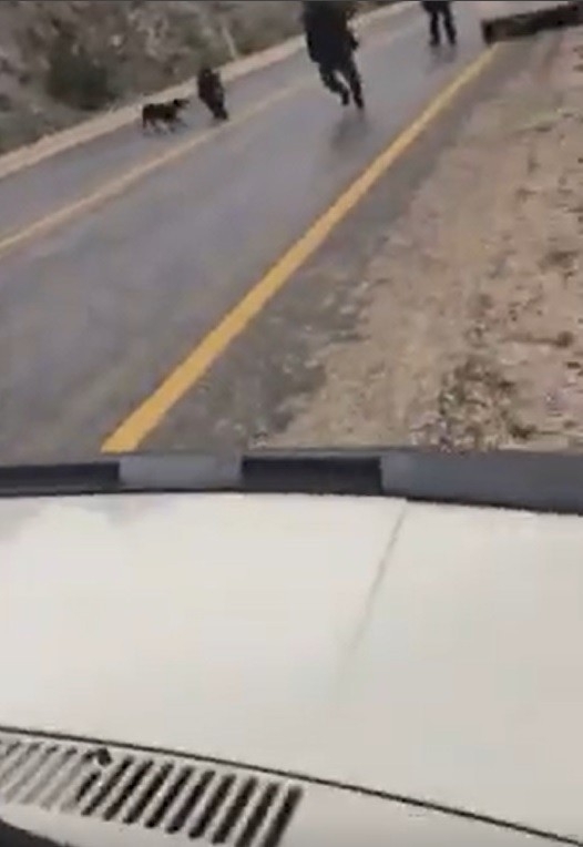 Otoyola İnip Sürücülere Ve Köpeğe Saldıran Domuzu Böyle Vurdu