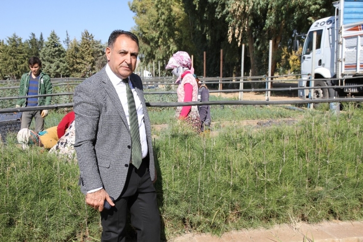 Mardin’de 135 Bin Fidan Toprakla Buluşacak