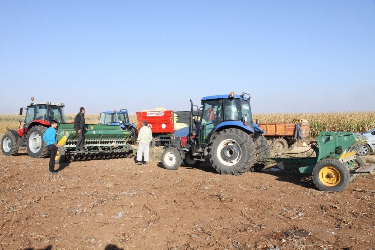 Mezopotamya’nın Bereketli Topraklarında Buğday Ekim Mesaisi