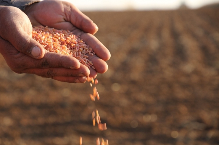 Mezopotamya’nın Bereketli Topraklarında Buğday Ekim Mesaisi