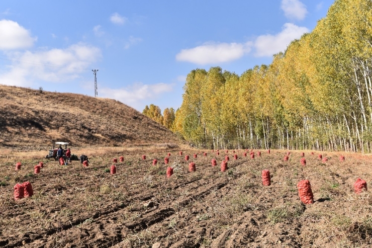 Ahlat’ta 200 Bin Ton Patates Üretimi