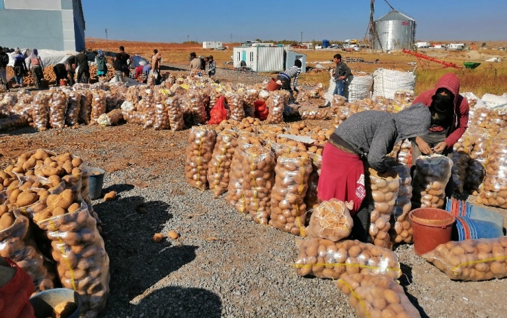 Ahlat’ta 200 Bin Ton Patates Üretimi