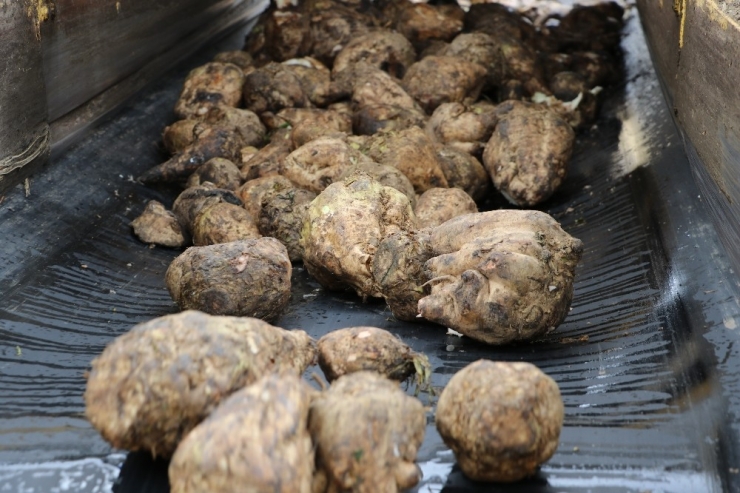 Çiftçiye 243 Milyon Tl Pancar Bedeli Ödenecek