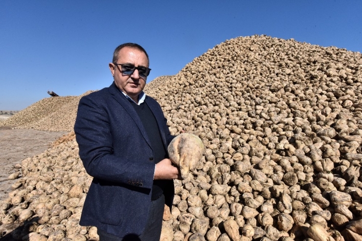 Ahlat’ta 70 Bin Ton Şeker Pancarı Üretimi