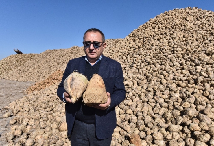 Ahlat’ta 70 Bin Ton Şeker Pancarı Üretimi