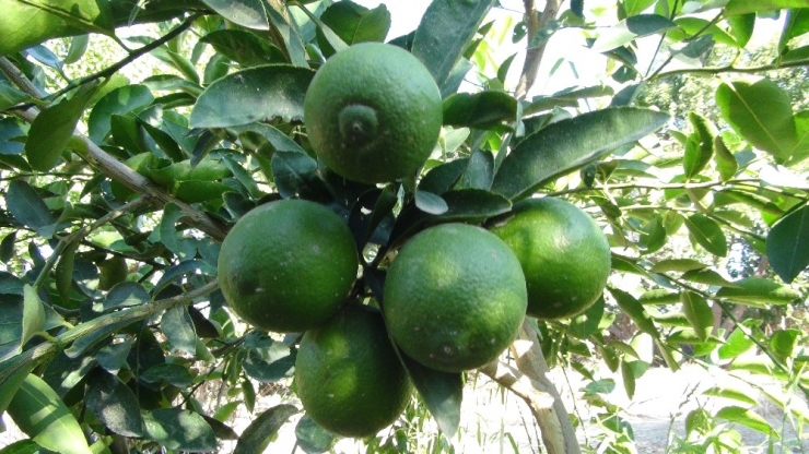 Bu Limonun Kilosu Bahçede 10, Markette 45 Lira