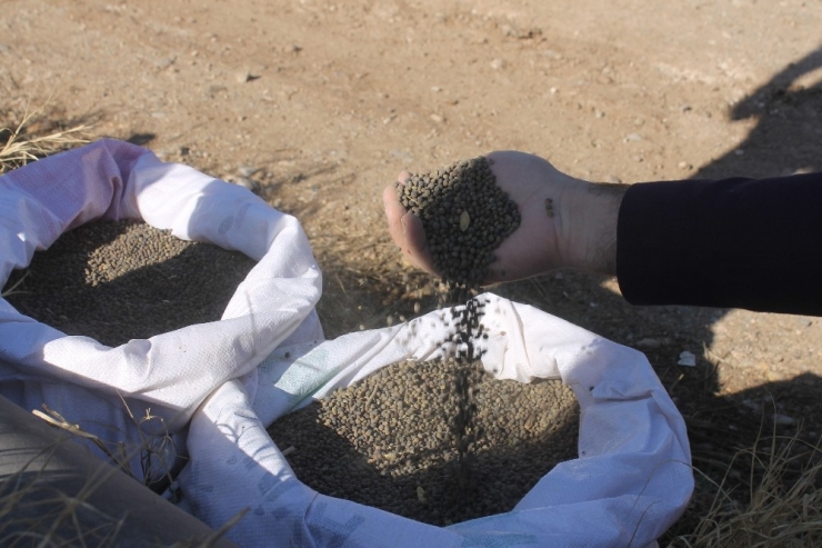 Bismil’de Macar Fiğ Tarla Günü Etkinliği Düzenlendi