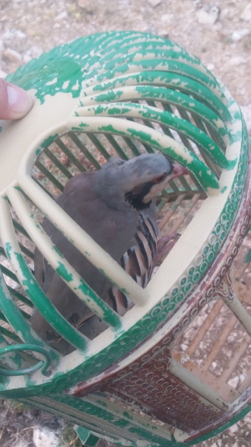 Isparta’da Canlı Mühre Ve Tuzaklı Keklik Avına 3 Bin 304 Lira Ceza