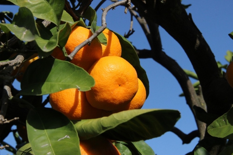 Mandalinada Rekolte Düşük, Fiyatlar Artacak