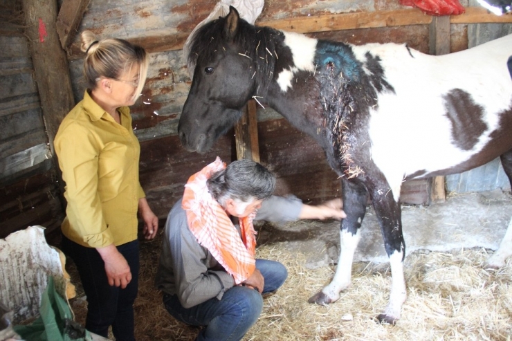 İzmir’de Vicdansızlık: Ata Silahla Ateş Edip Yaraladılar