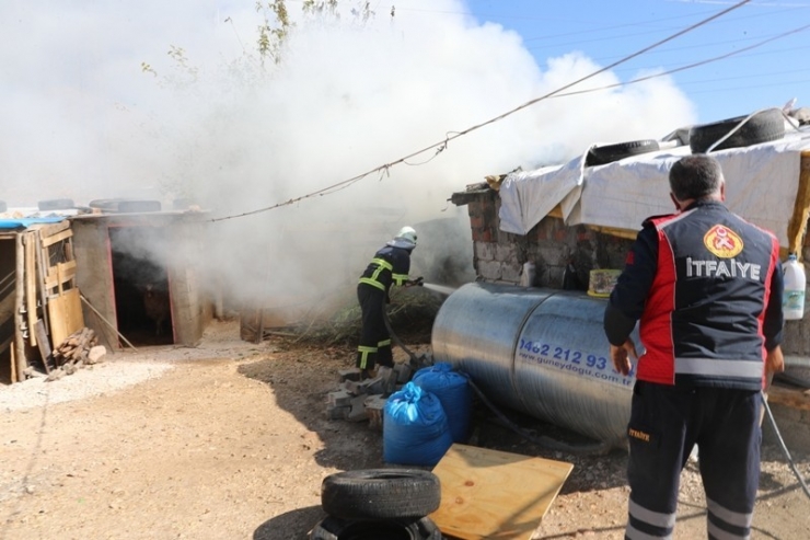 Mardin’de Ahırda Korkutan Yangın