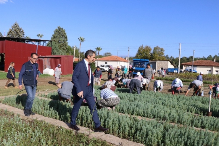 Aydın Ve Muğla’da 300 Bin Fidan Toprakla Buluşacak