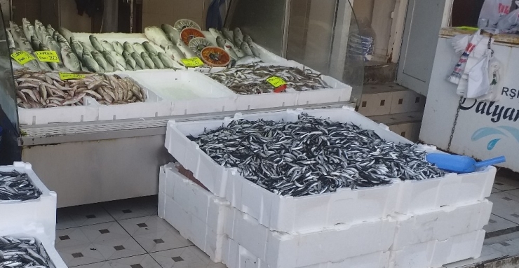 Hamsi Fiyatı Karadeniz’de 7 Tl’ye Düştü