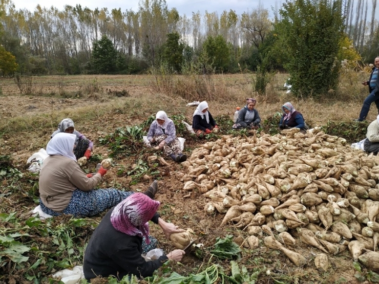 Simav’da Şeker Pancarı Üretimi Durma Noktasına Geldi