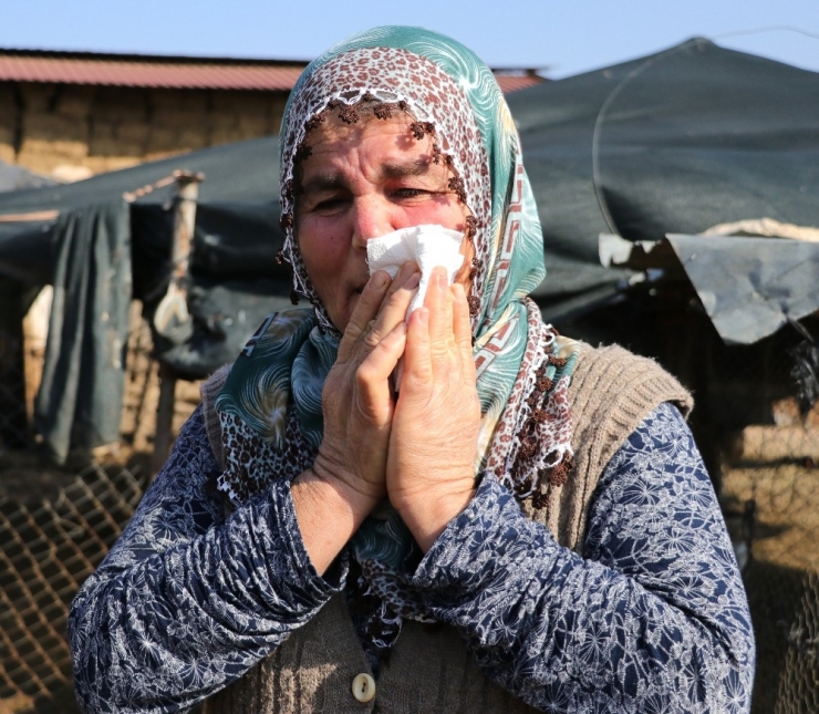 Koyunları Çalınan Ayşe Teyze, ’Koyunlarımı Geri Getirsinler" Diye Gözyaşı Döktü