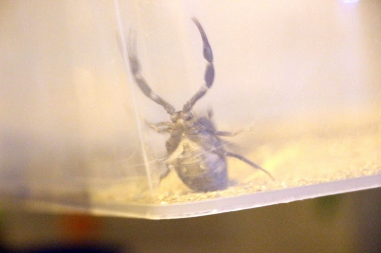 Polis Baskınında Ortaya Çıktı, Evde 217 Akrep Ele Geçirildi