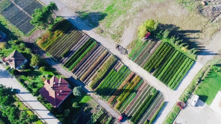 Türkiye’nin Fidanları Samsun’dan