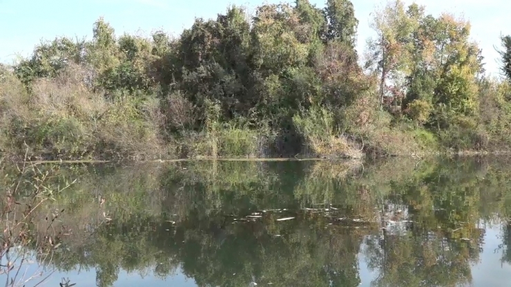 Antalya’da Yüzlerce Balık Telef Oldu