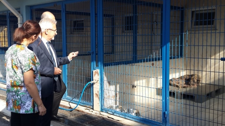 "Sokak Hayvanlarını Tek Tek Temizleyeceğim" Diyen Şahıs Gözaltında