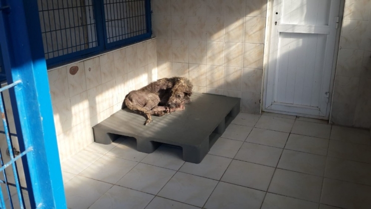 "Sokak Hayvanlarını Tek Tek Temizleyeceğim" Diyen Şahıs Gözaltında