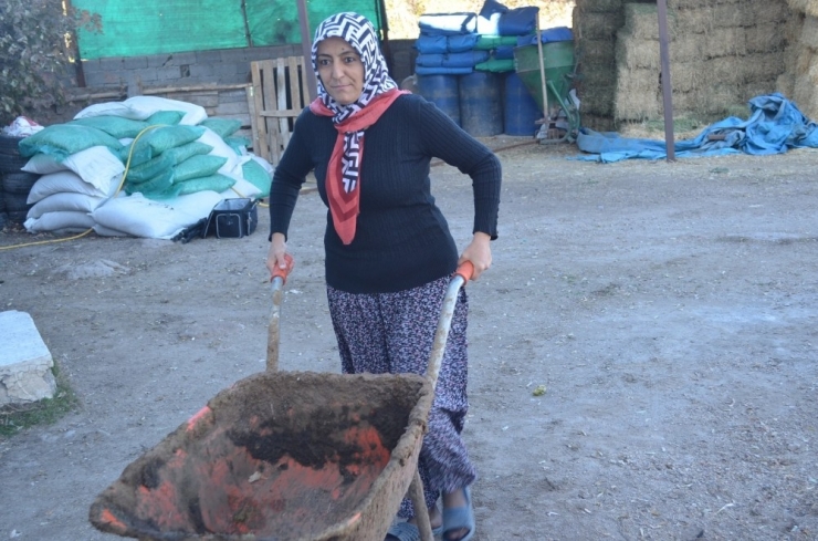 4 Çocuk Annesi Kadın Hayvancılık Yapmak İçin Köye Taşındı