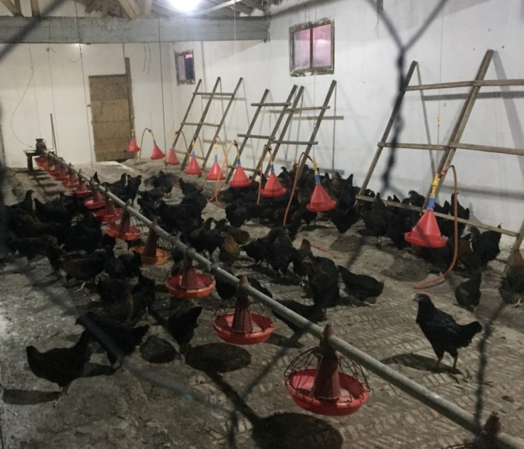 Büyükşehir’den Çiftçilere Yüzde 50 Hibeli Gezen Tavuk Desteği