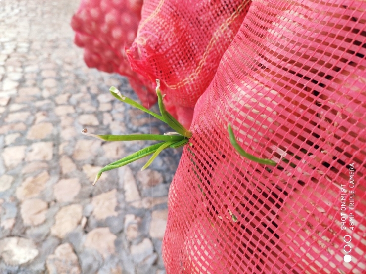 Ucuz Diye Satmadıkları Soğanlar Filizlendi