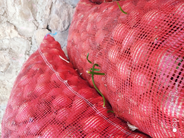 Ucuz Diye Satmadıkları Soğanlar Filizlendi