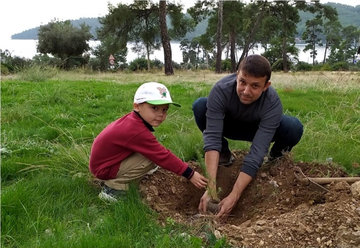 Ağaç Katliamının Yaşandığı Akbük’te Fidan Dikimi