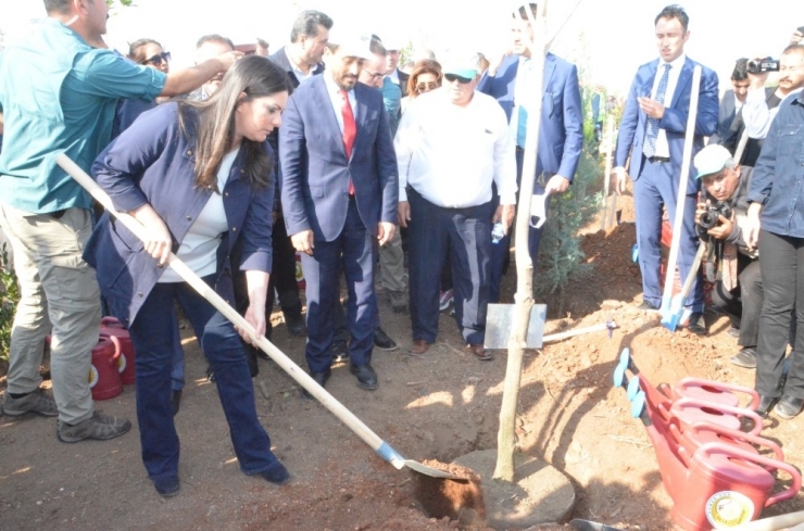 Adana’da 205 Bin Fidan Toprakla Buluştu