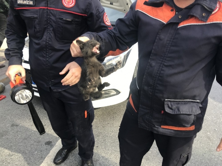 Beşiktaş’ta İtfaiye Ekiplerinden Yavru Kedi Kurtarma Operasyonu