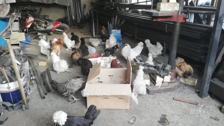 Süs Tavukları Ve Güvercinlerin Bulunduğu Çatı Katında Yangın Paniği