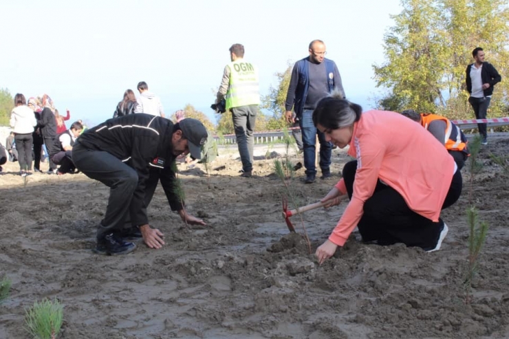 Çatalzeytin’de 200 Çam Fidanı Toprakla Buluştu