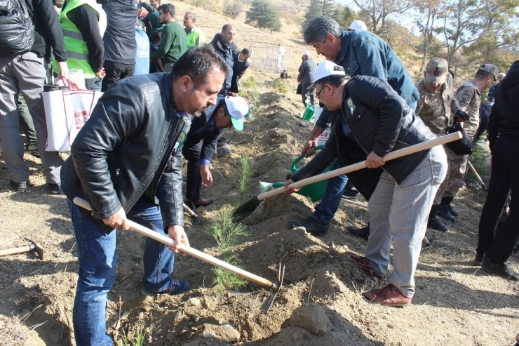 Elazığ’da 250 Bin Fidan Toprakla Buluştu