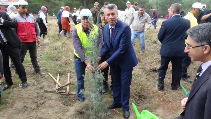 Kazdağları’nda 21 Bin 380 Fidan Toprak İle Buluştu
