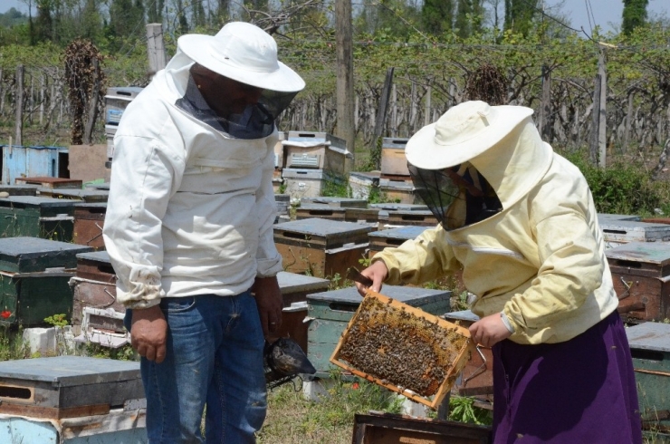 Sahte Bal, Arıcıların Emeğini Çalıyor, Gerçek Balın Pazarlanmasını Etkiliyor