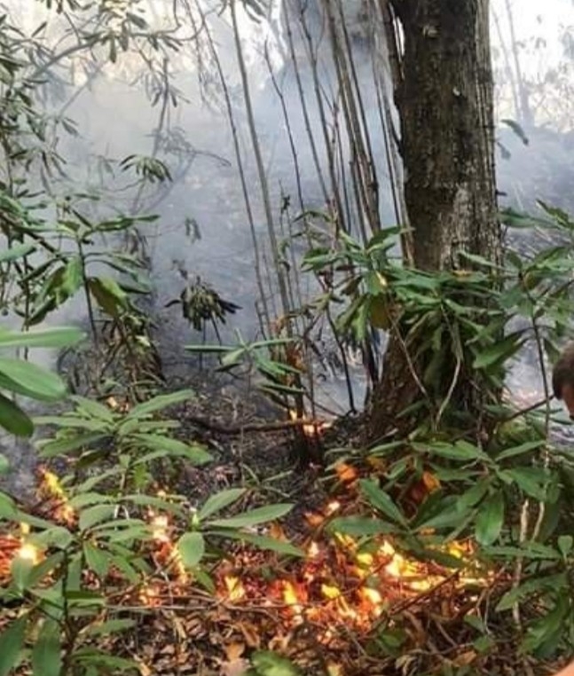 Fındık Bahçesindeki Kıvılcım Ormana Sıçradı