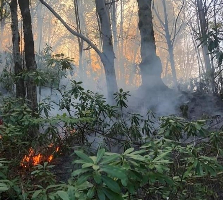 Fındık Bahçesindeki Kıvılcım Ormana Sıçradı