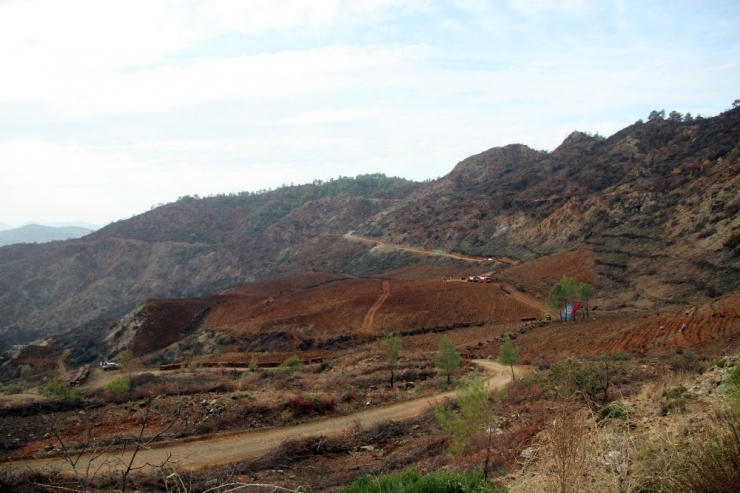 Fethiye’de 10 Bin 300 Fidan Toprakla Buluştu
