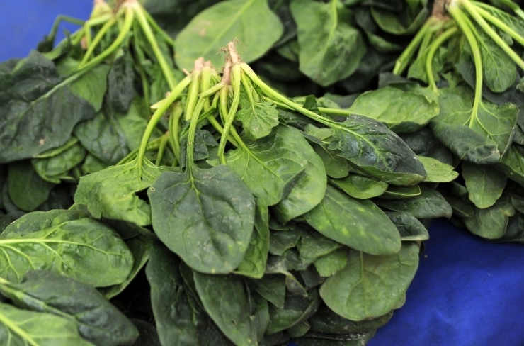 Fiyatlar Düşünce Ispanak Satışları Arttı