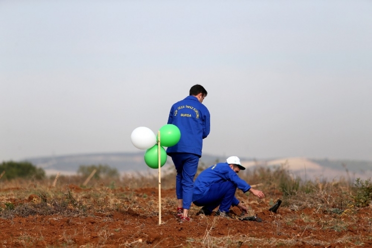 Bursa’da 236 Bin Fidan Toprakla Buluştu
