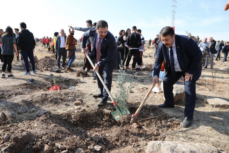 Haliliye Belediyesinden Milli Ağaçlandırma Günü’ne Destek